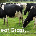 Biosolids grass field with cows grazing